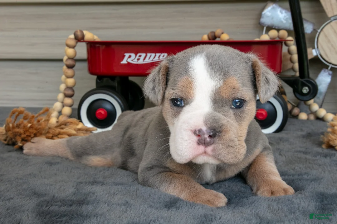 Beabull dogs for sale: Nugget - Ad 1