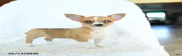 Chihuahua dogs for sale: Rosie - Ad 2
