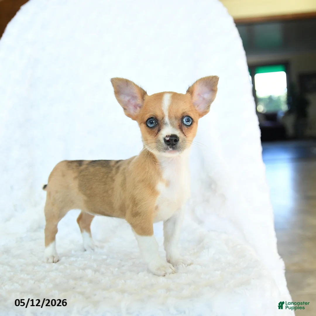 Chihuahua dogs for sale: Rosie - Ad 2