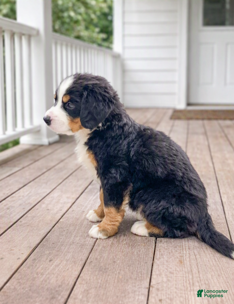 Bernese Mountain Dog dogs Jersey - Ad 2