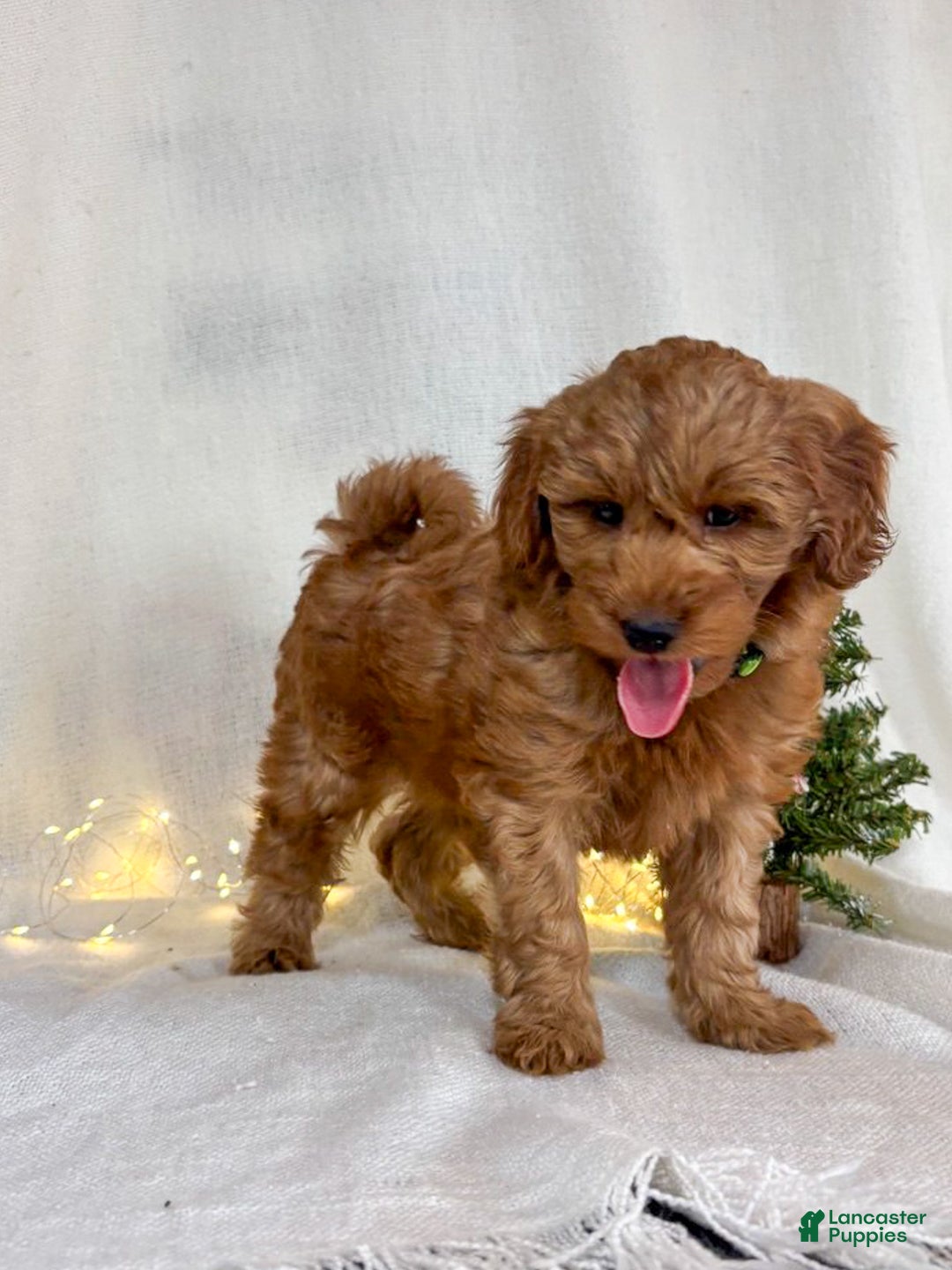 Goldendoodle dogs for sale: Luna - Ad 5