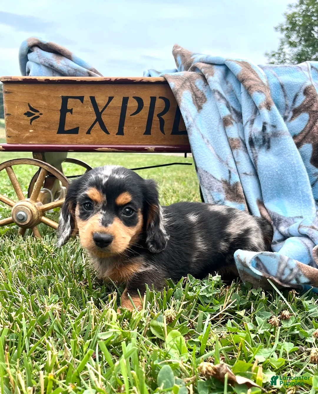 Dachshund dogs for sale: Digger Long Haired - Ad 1