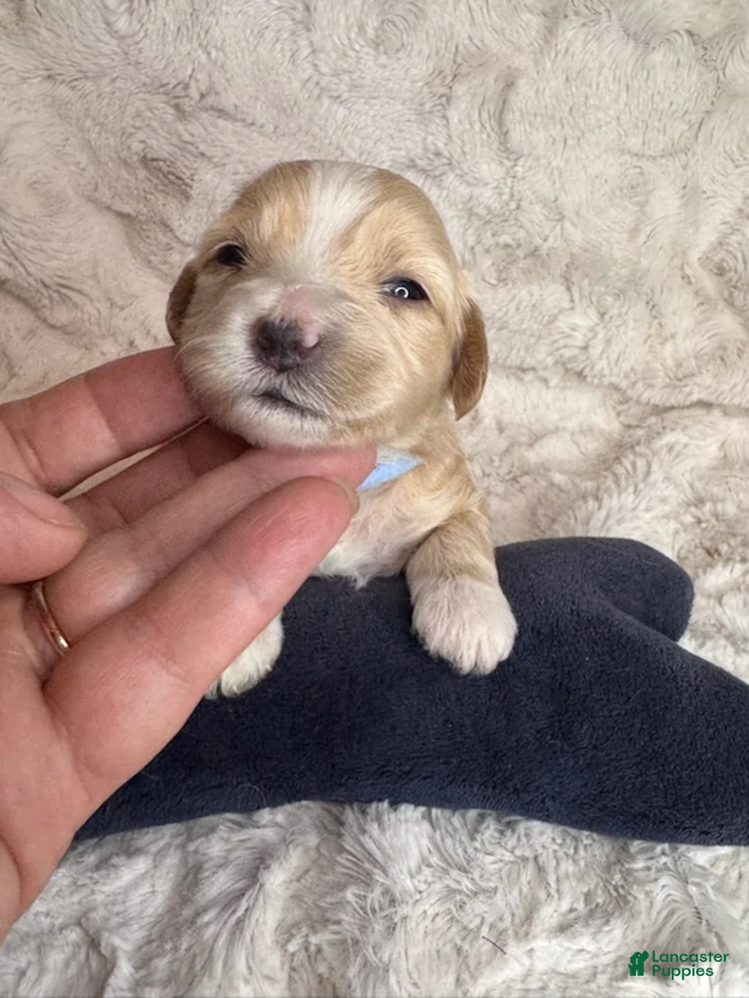 Maltipoo dogs for sale: George - Ad 2