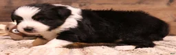 Toy Australian Shepherd dogs for sale: Carrie black-tri Toy Aussie female w/ beautiful white collar & bib - Ad 3