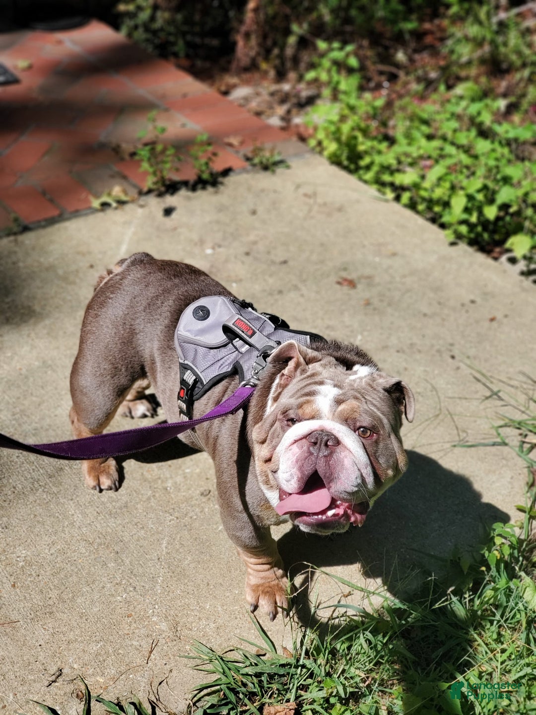 Gallery Image {{count}}