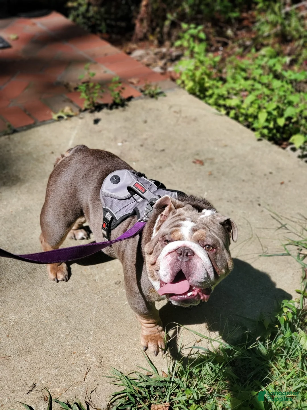 Gallery Image {{count}}