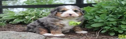 Bernedoodle dogs for sale: Parker - Ad 3