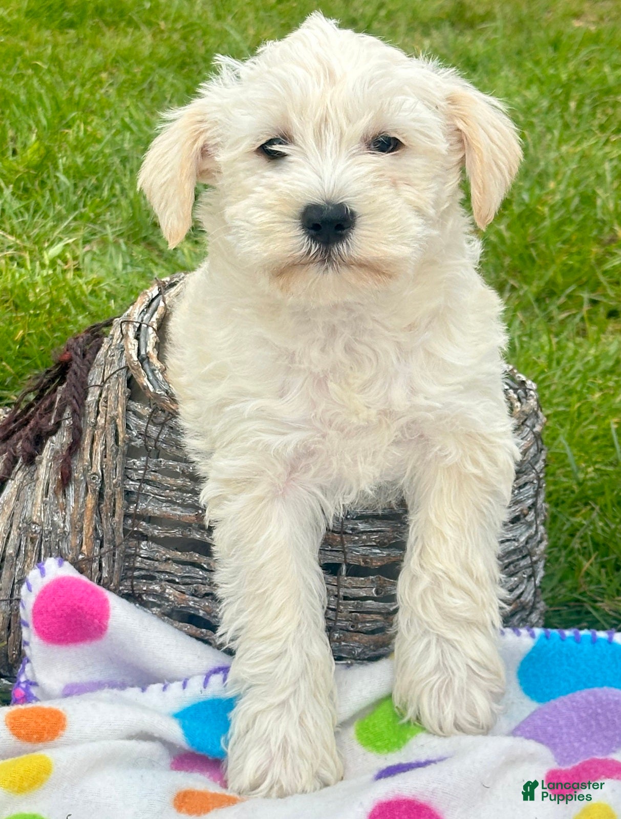 Miniature Schnauzer dogs Miniature Schnauzer Mollie - Ad 32