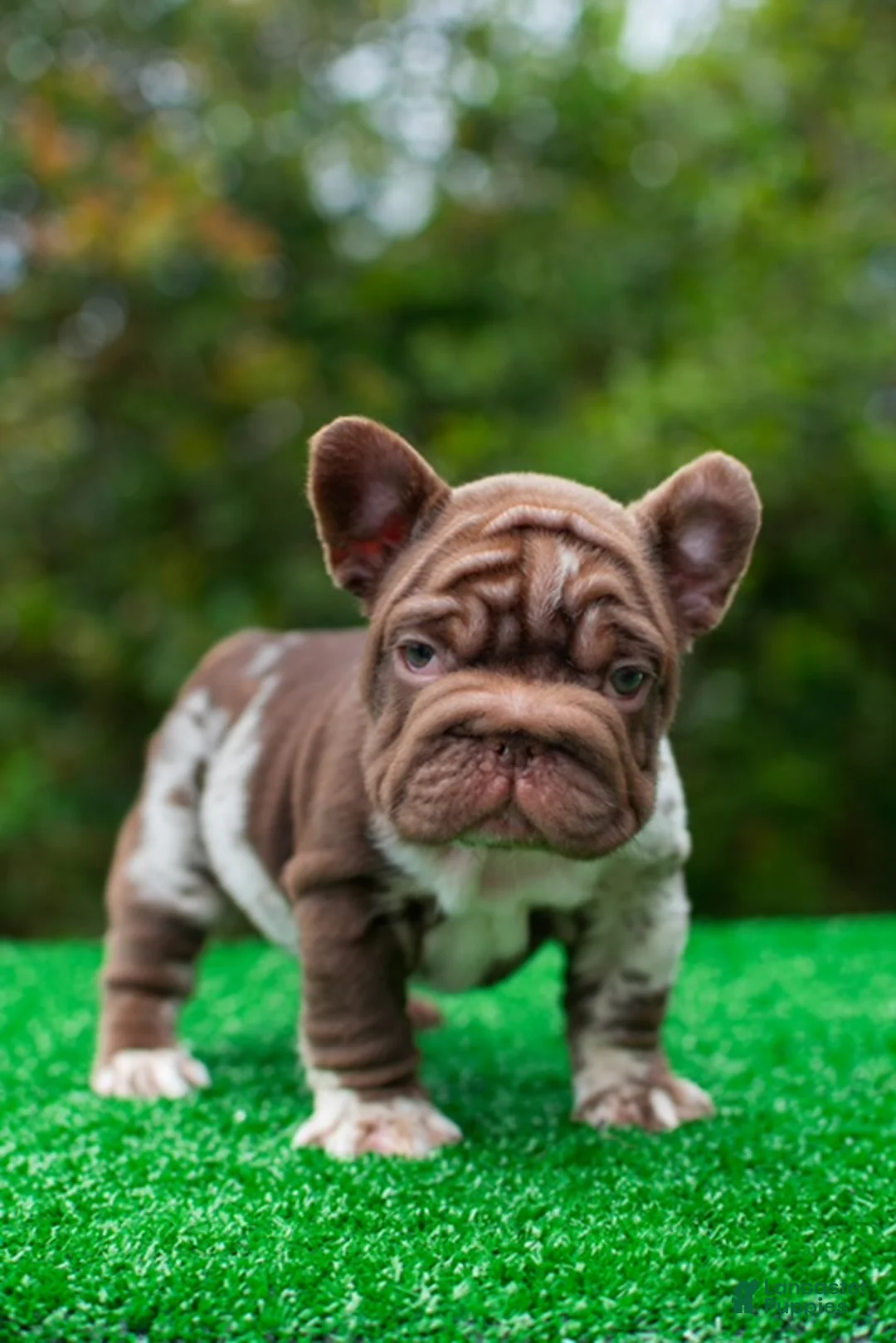 French Bulldog dogs for sale: "SKYE" - Chocolate Merle Big Rope Fluffy Carrier in LA - USA Delivery - Ad 5