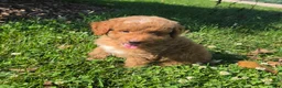 Mini Goldendoodle dogs for sale: Ken - Ad 3