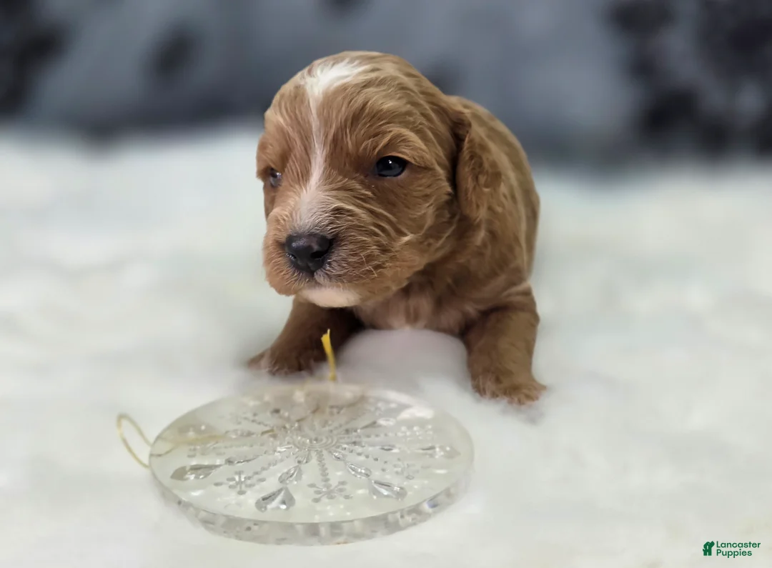 Cavapoo dogs for sale: Glacier - Ad 5