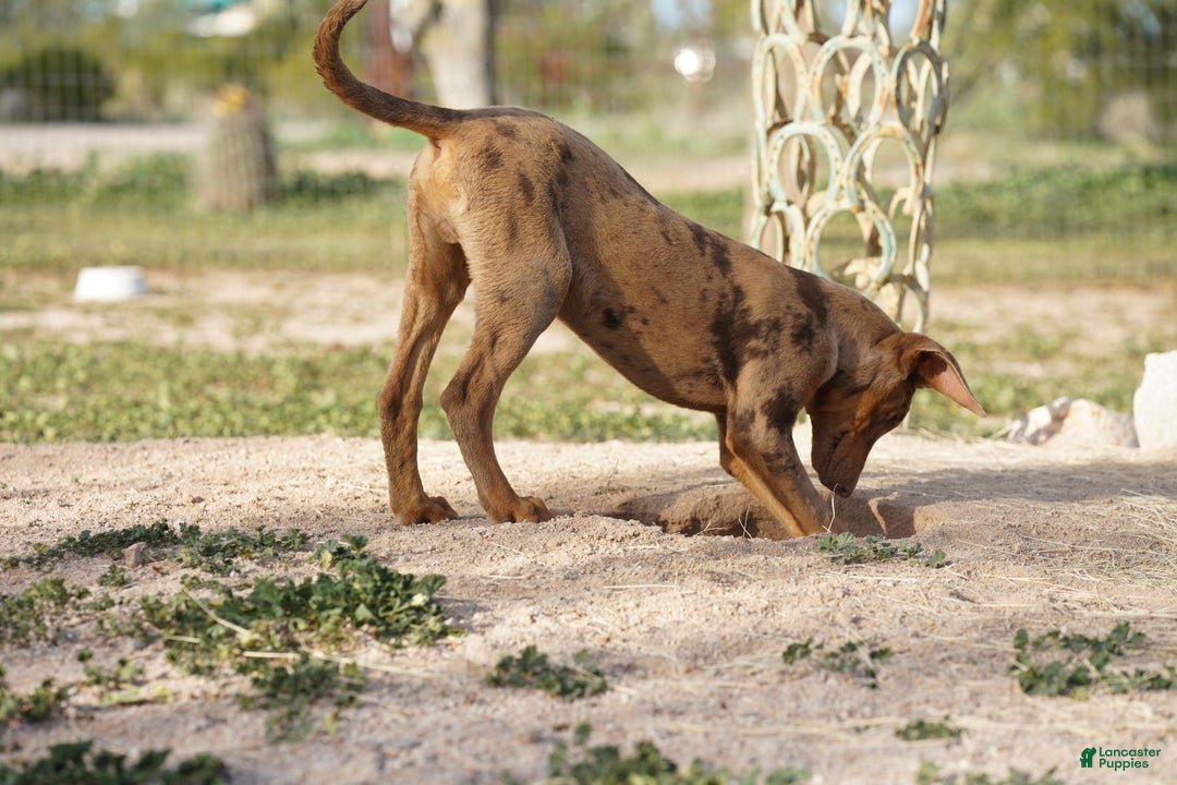 Mixed Breed dogs for sale: Lilac Fawn Merle M1 RT - Ad 33