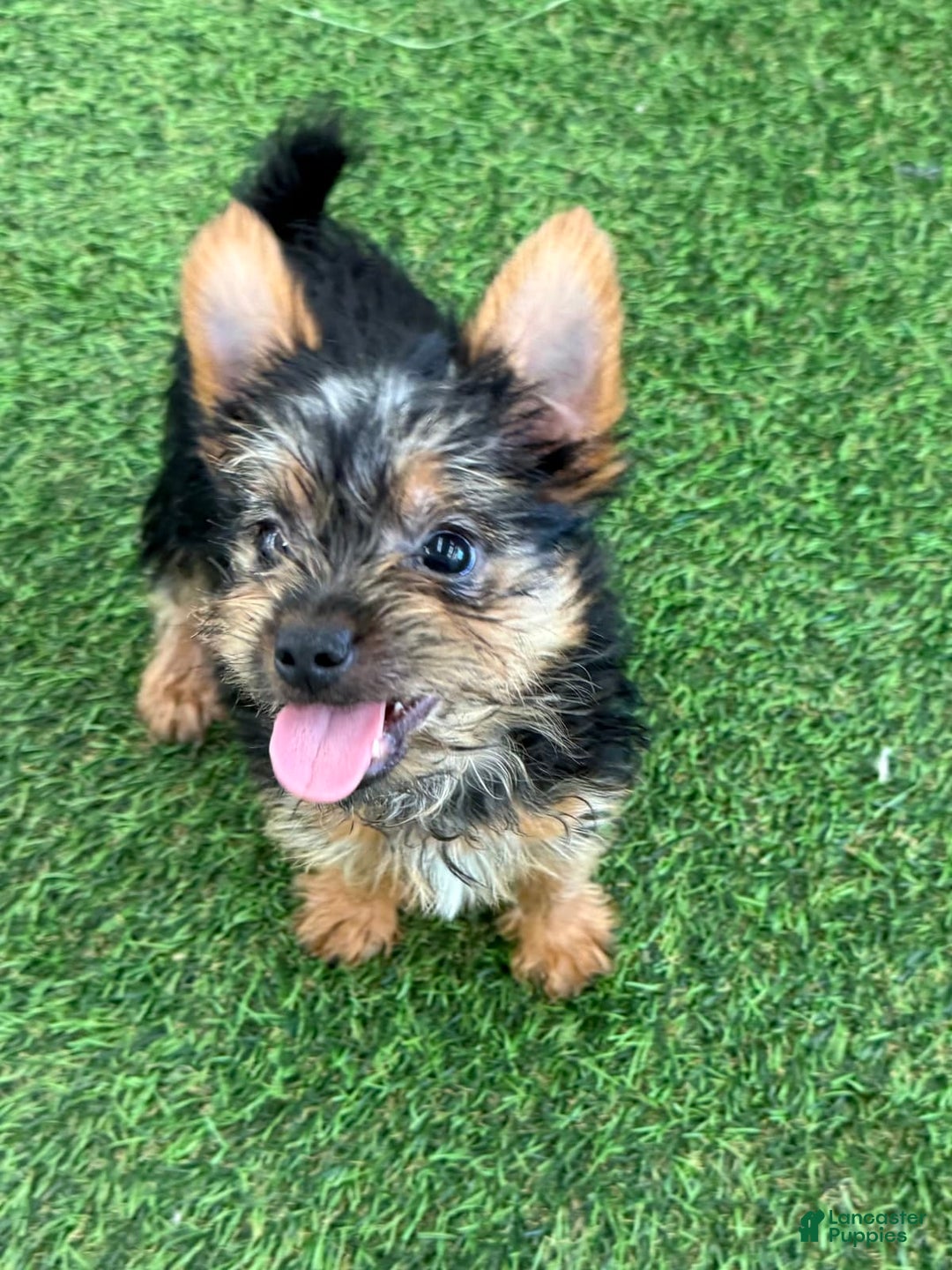 Gallery Image {{count}}