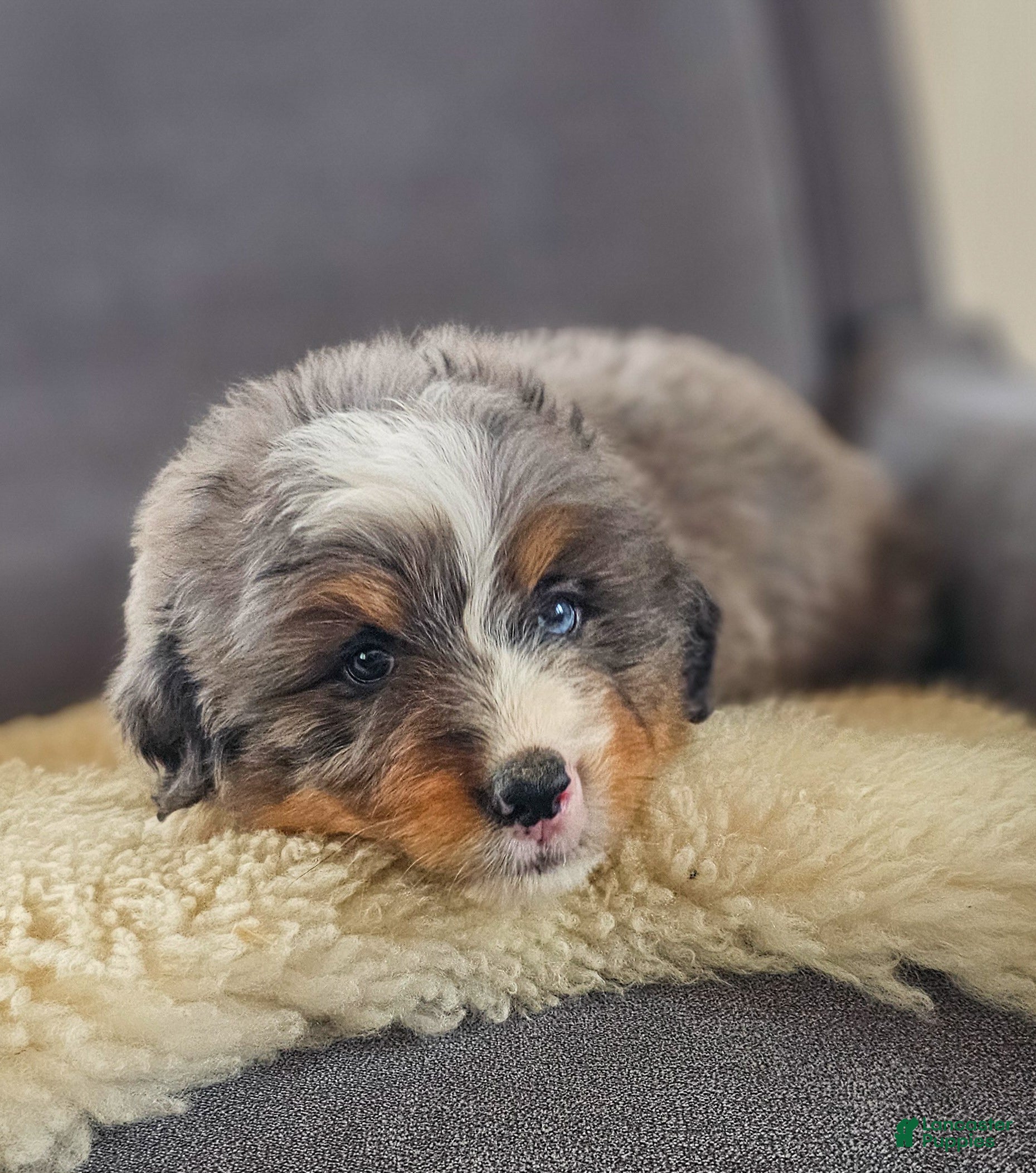 Bernedoodle dogs Cash - Ad 2