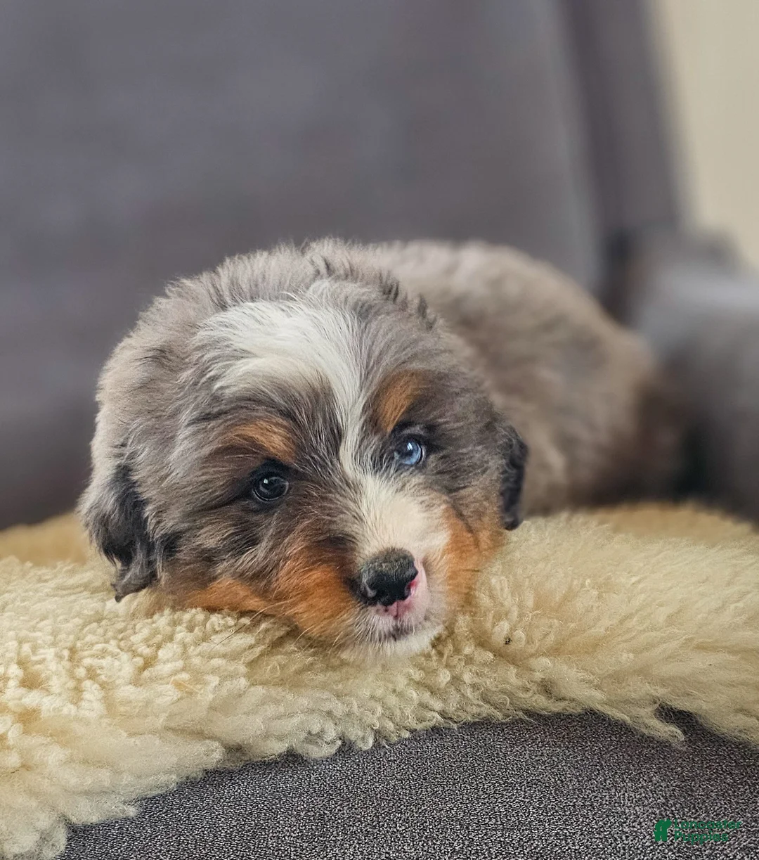 Bernedoodle dogs for sale: Cash - Ad 2