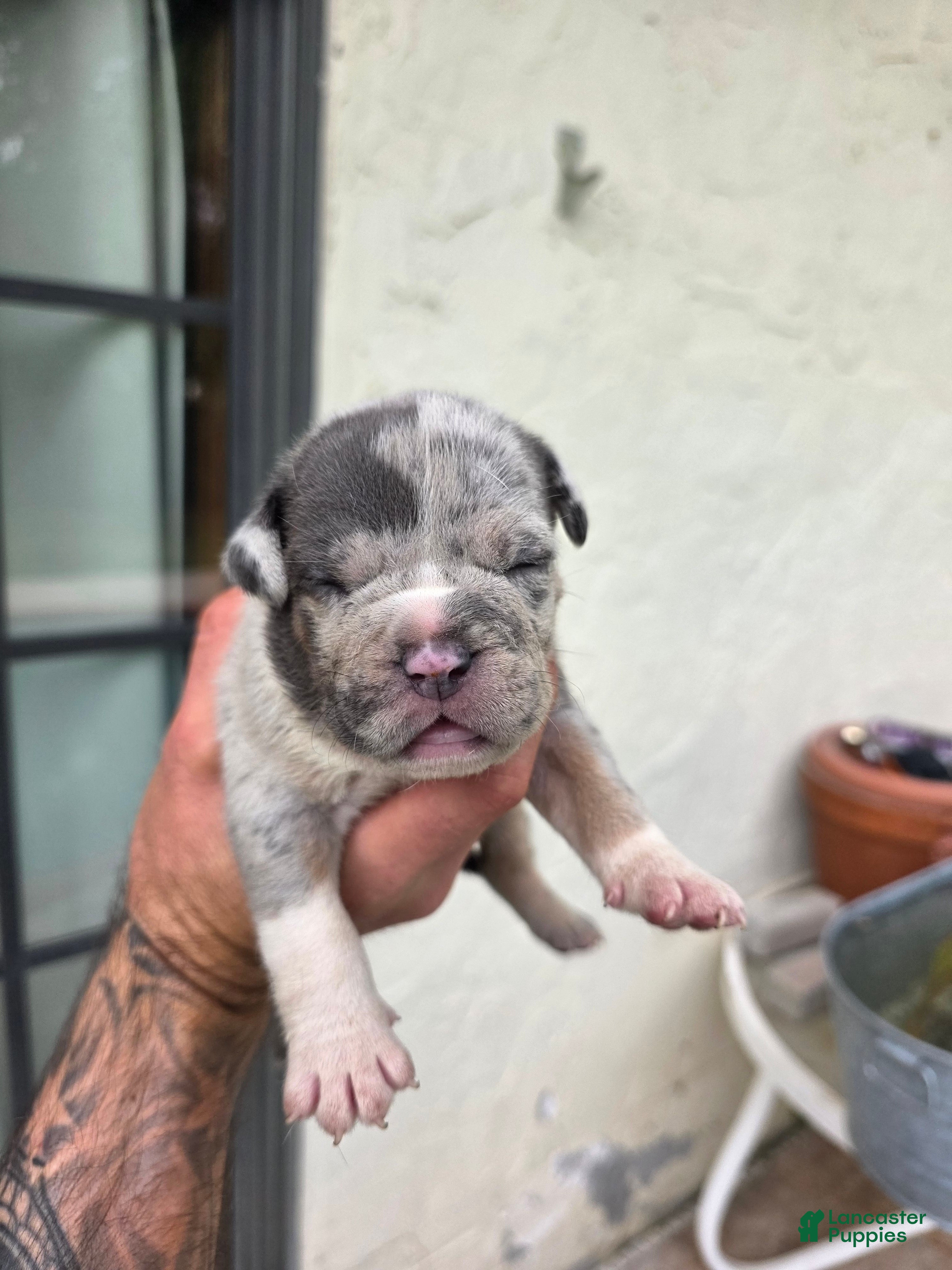 American Bully dogs American Bully 4 - Ad 41
