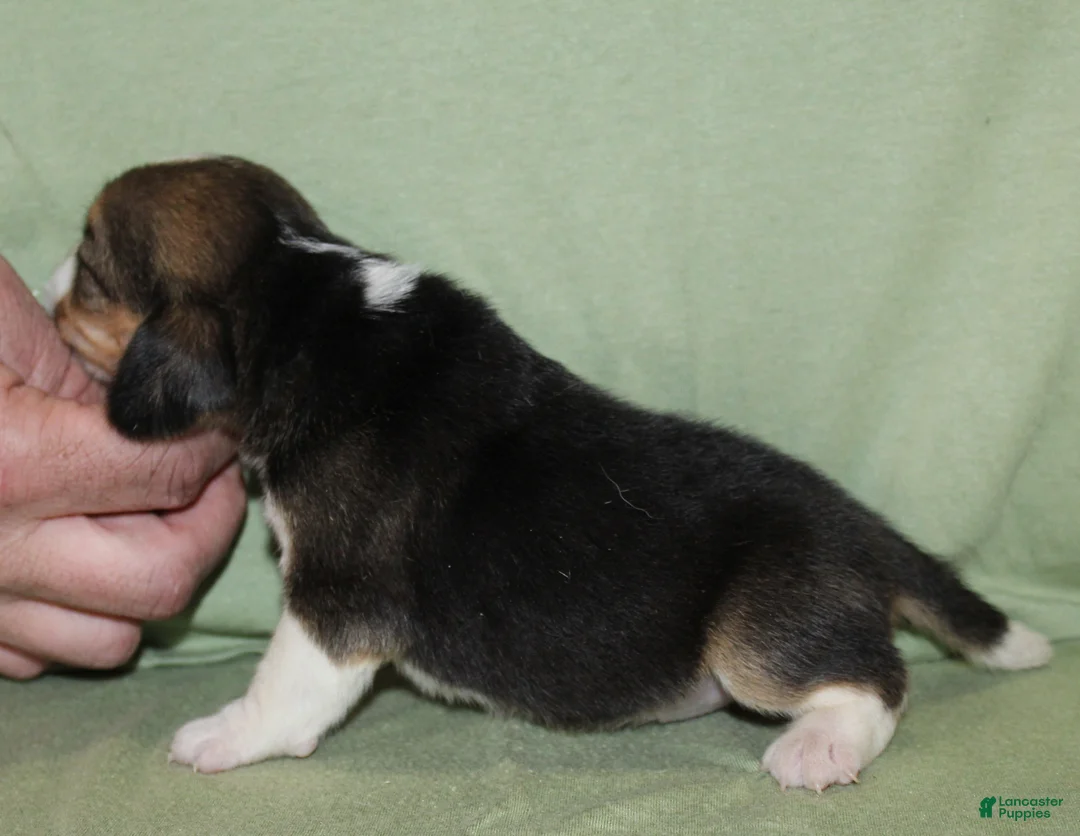 Beagle dogs for sale: Gail - Ad 2