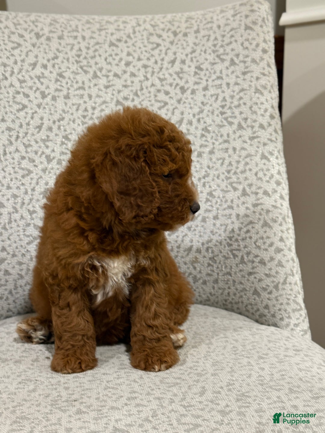 Goldendoodle dogs for sale: Peggy - Ad 5