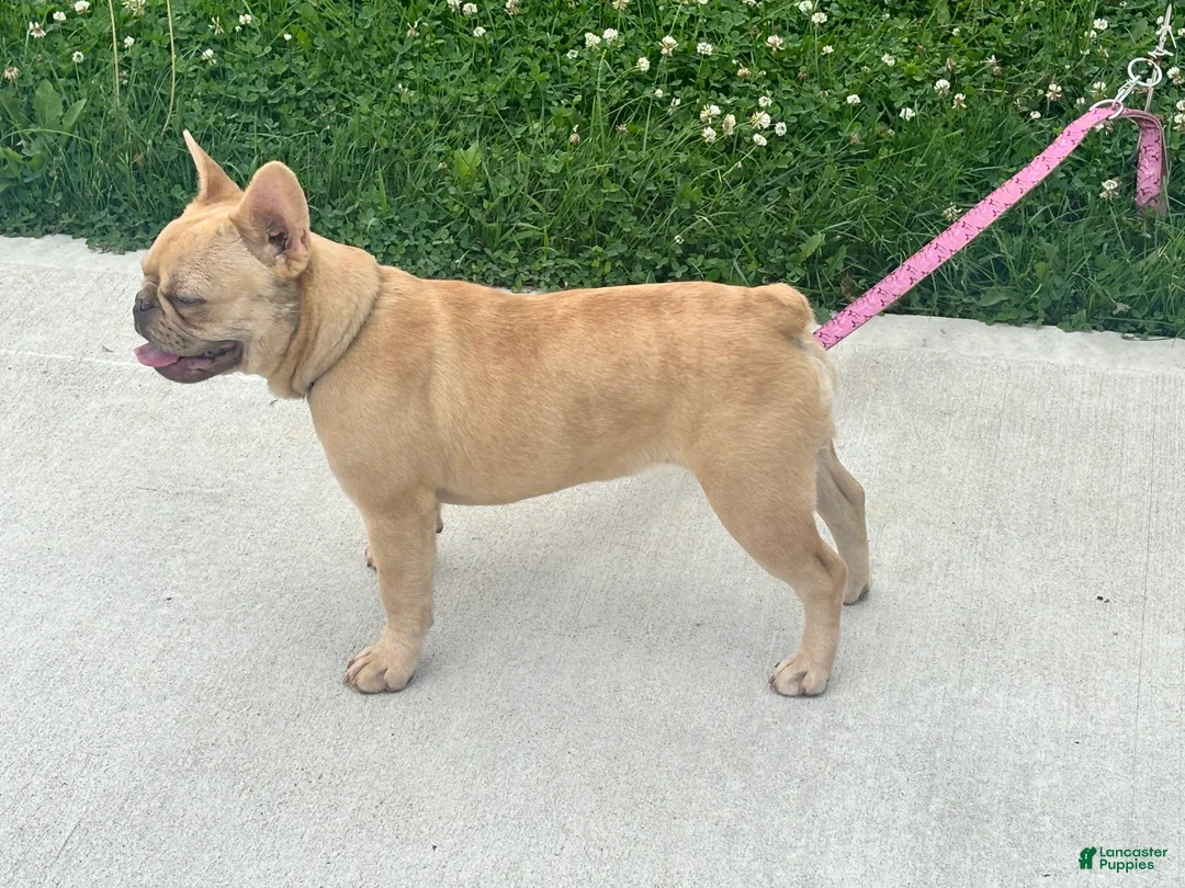 French Bulldog dogs for sale: 6 month old Fawn French Bulldog - Ad 2