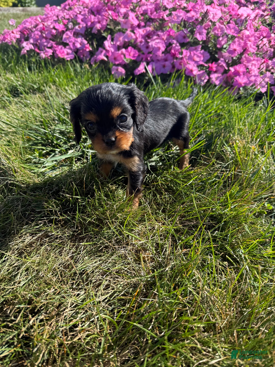 Cavalier King Charles Spaniel dogs for sale: Roscoe - Ad 12