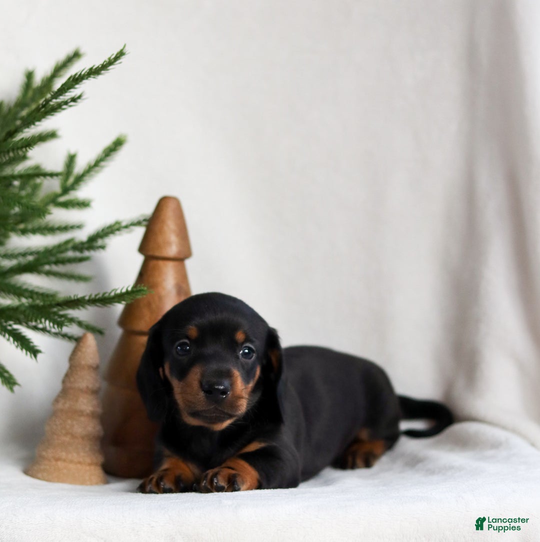 Miniature Dachshund dogs for sale: Hunter - Ad 4