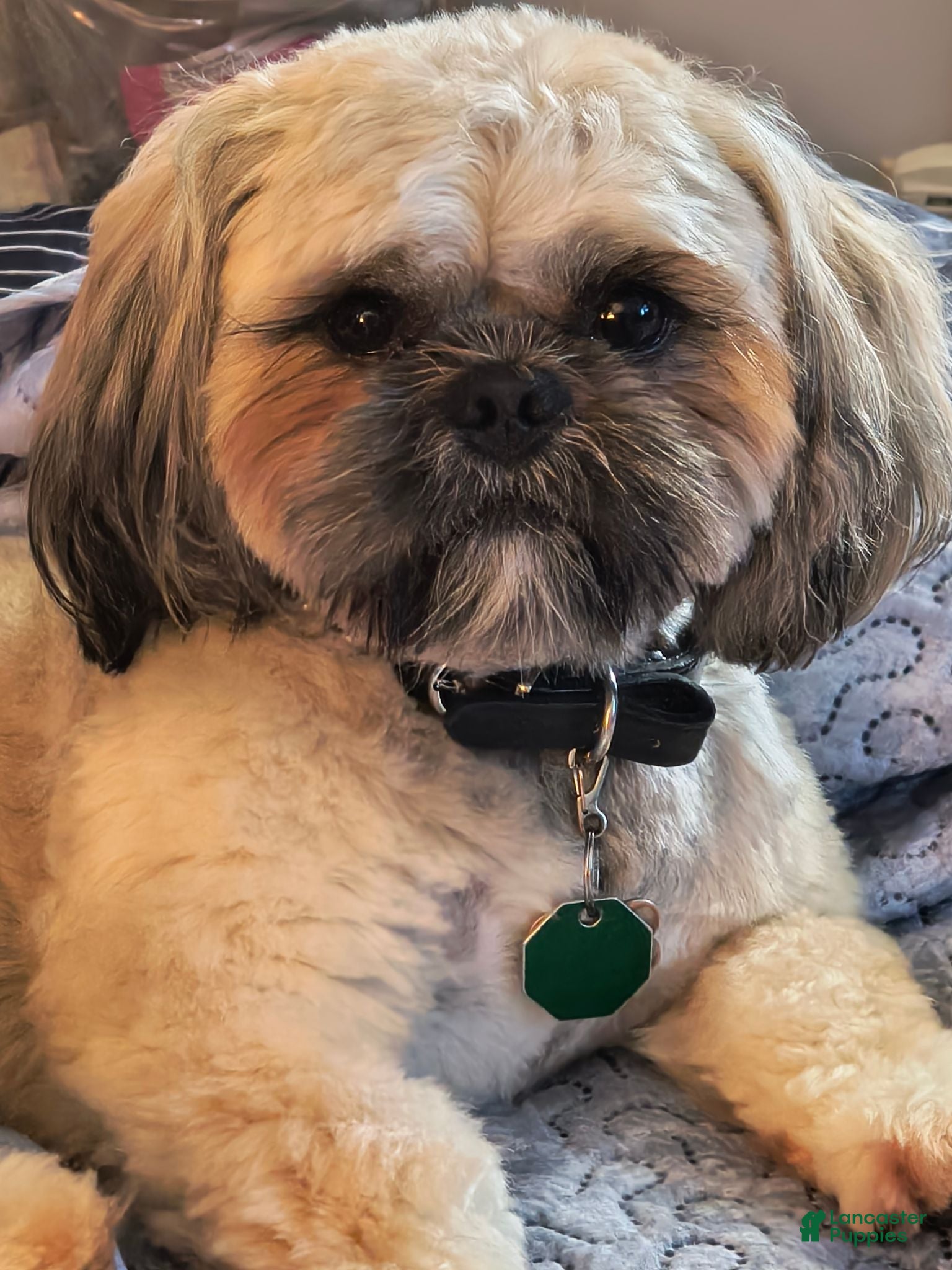 Shih Tzu dogs TEDDY PENDERGRASS  - Ad 1