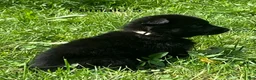 German Shepherd dogs for sale: German Shepherd 3 - Ad 15