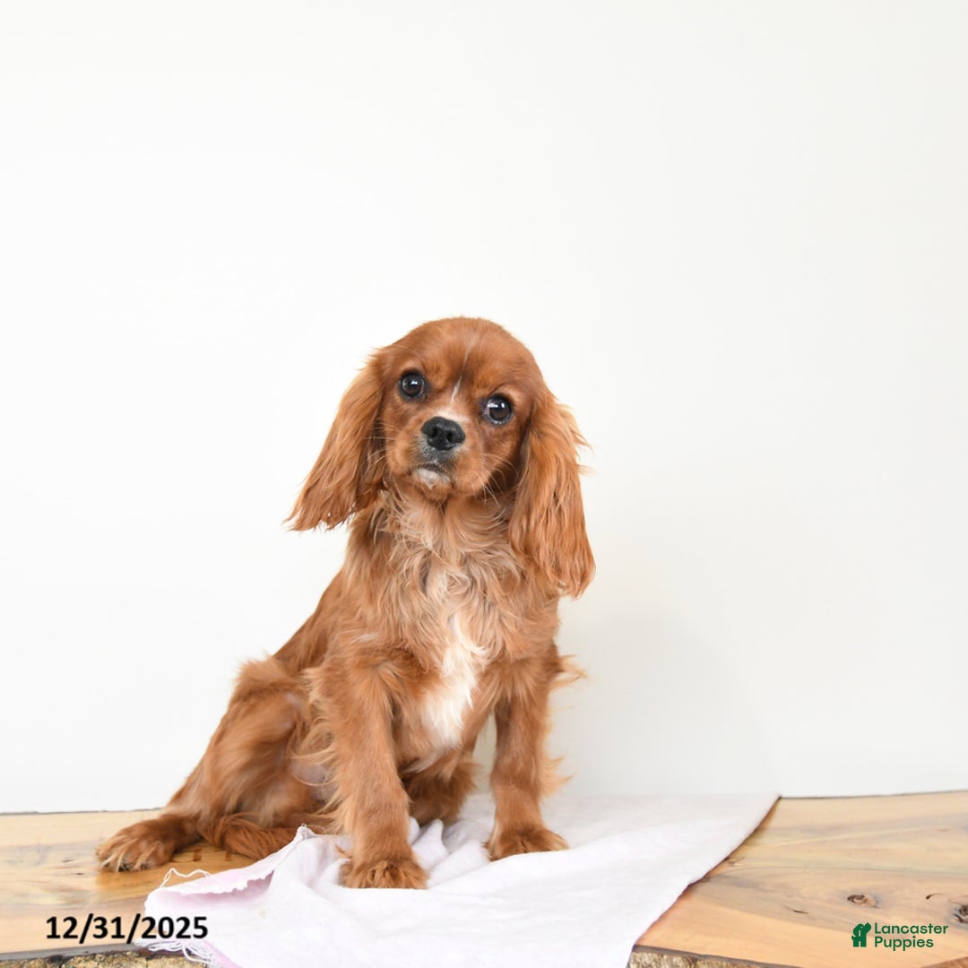 Cavalier King Charles Spaniel dogs for sale: Tucker - Ad 3