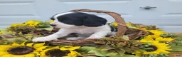 Mixed Breed dogs for sale: Skippy - Ad 3
