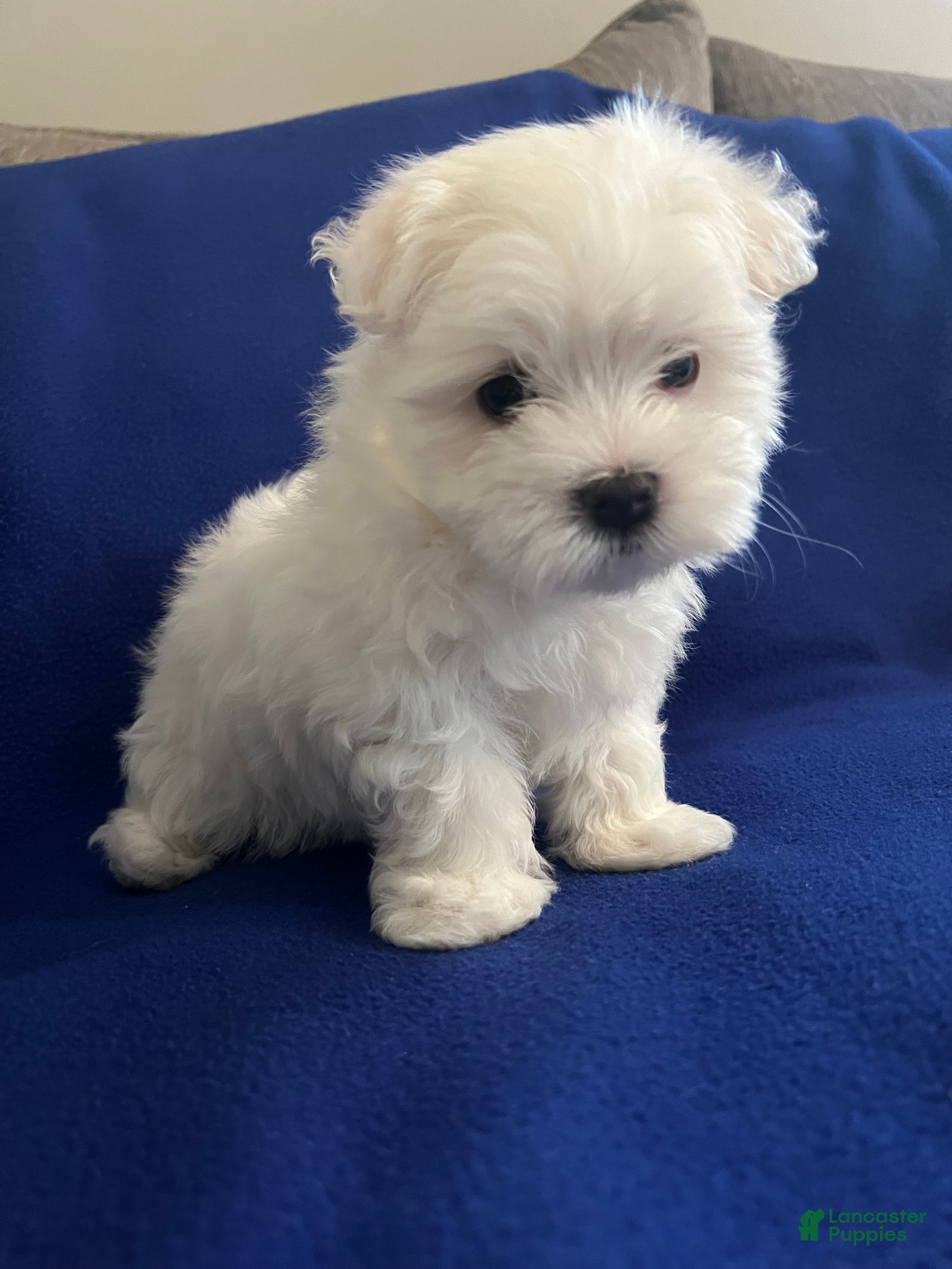 Maltese dogs Rocky - Ad 1
