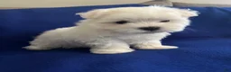 Maltese dogs for sale: Rocky - Ad 14
