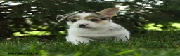 Mixed Breed dogs for sale: Auggie - Ad 3