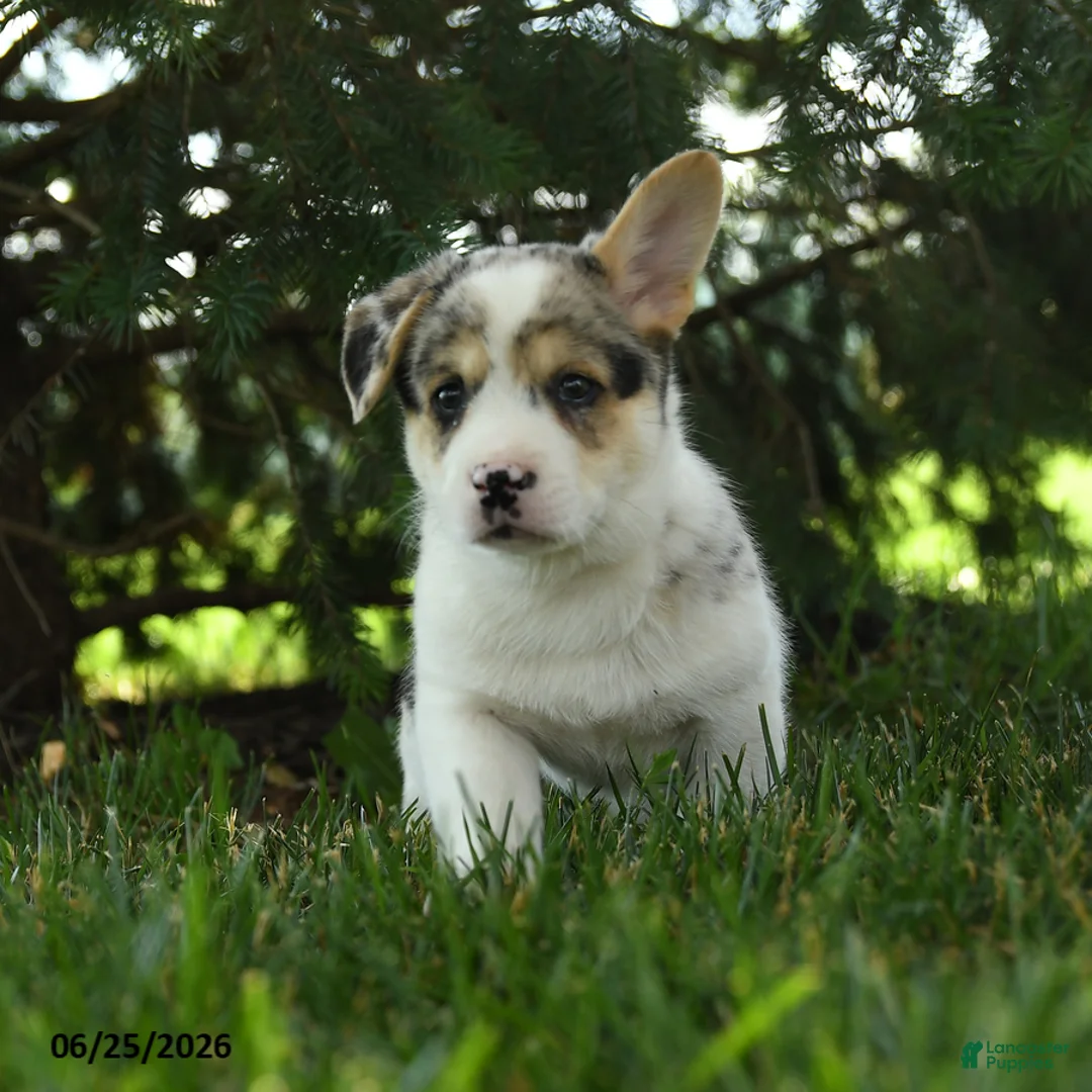 Mixed Breed dogs for sale: Auggie - Ad 3