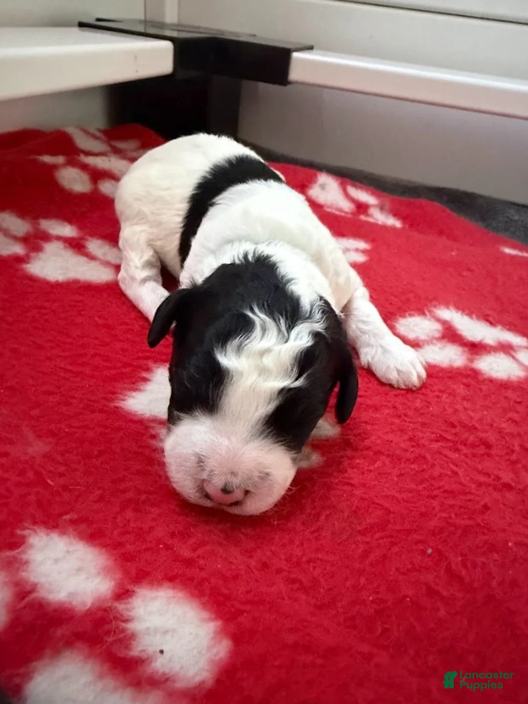 Miniature Poodle dogs for sale: Miniature Poodle Blue - Ad 1