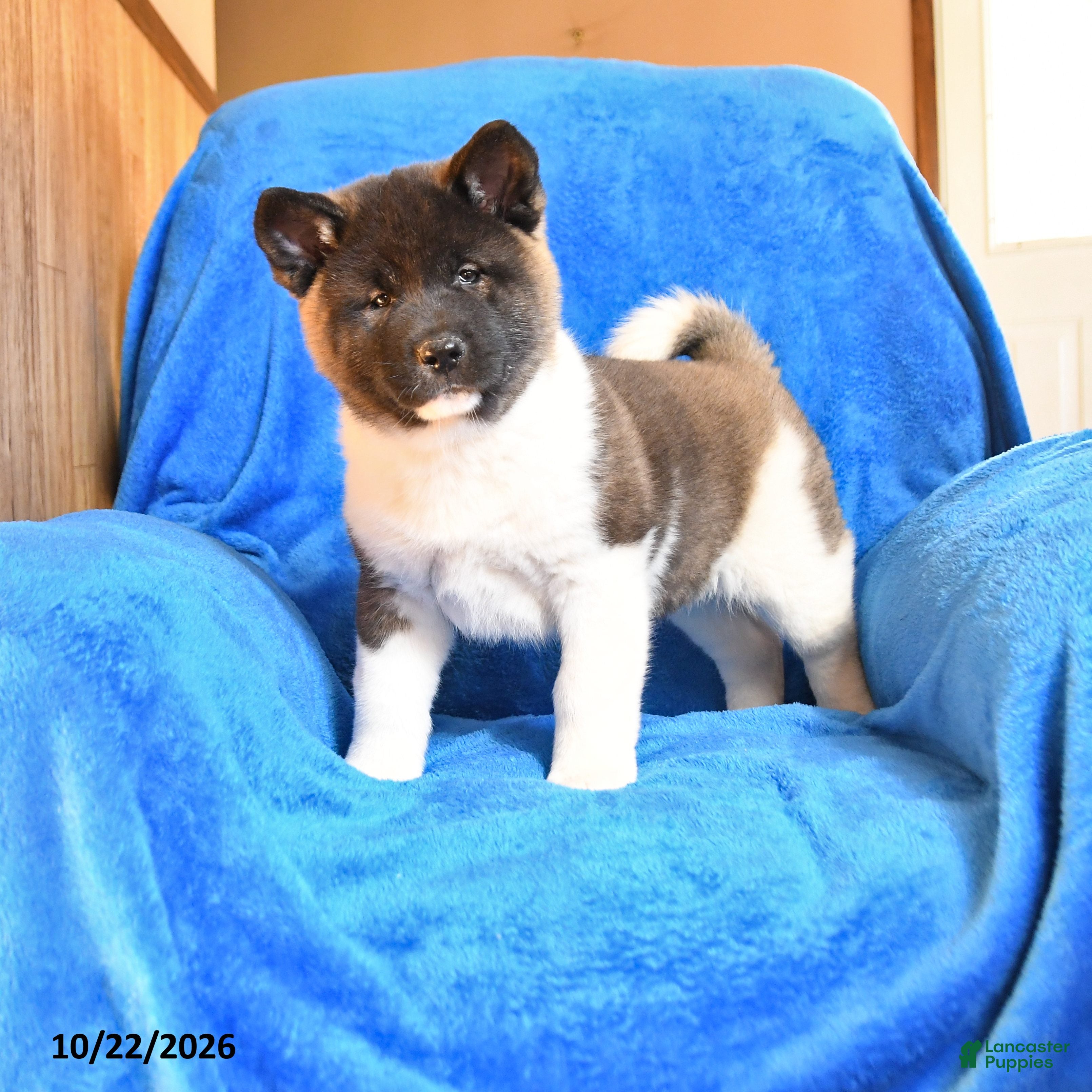 Akita dogs for sale: Roxanna - Ad 2