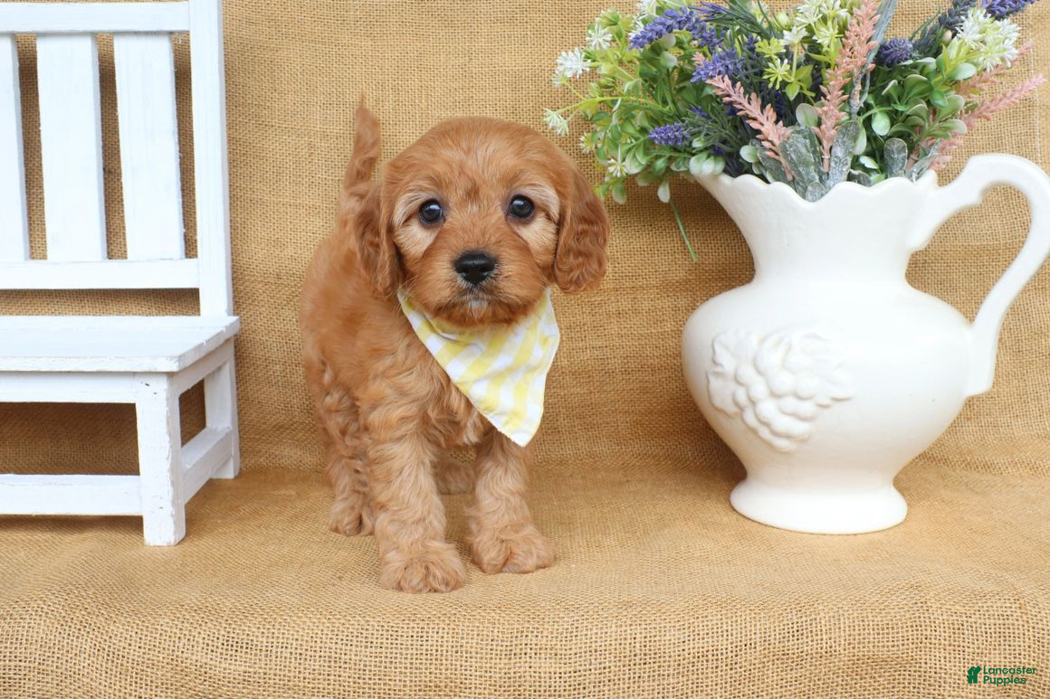 Cavapoo dogs Noah - Ad 2
