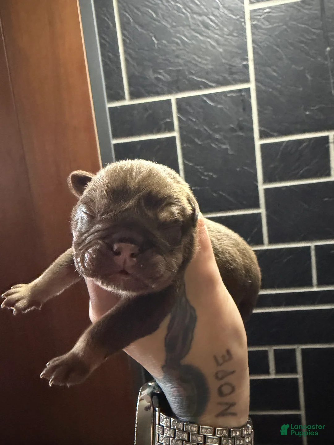 English Bulldog dogs for sale: Chocolate Full suit male - Ad 2