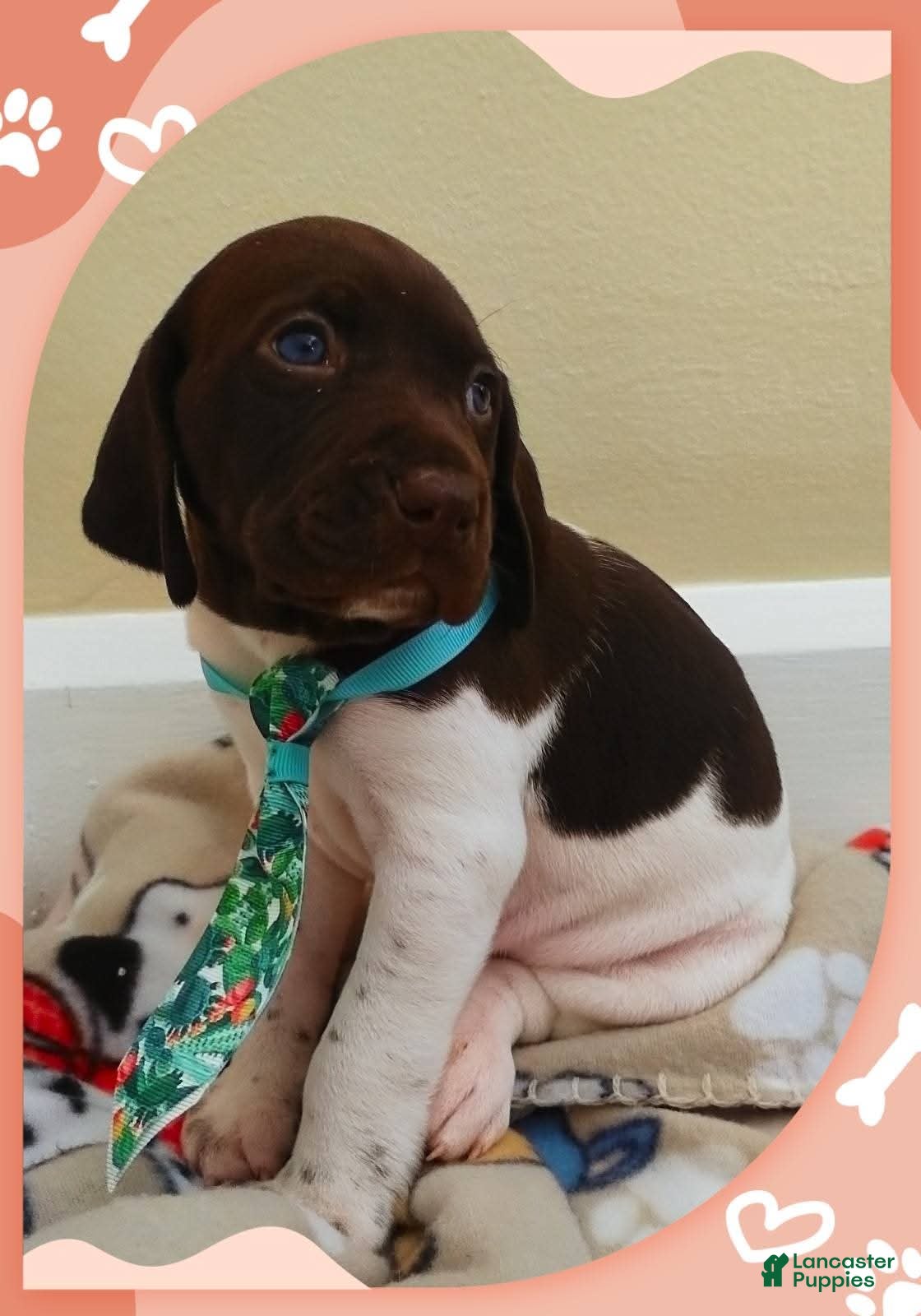 German Shorthaired Pointer dogs German Shorthaired Pointer Puppy 3 - Ad 14