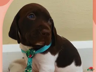 German Shorthaired Pointer dogs German Shorthaired Pointer Puppy 3 - Ad 14