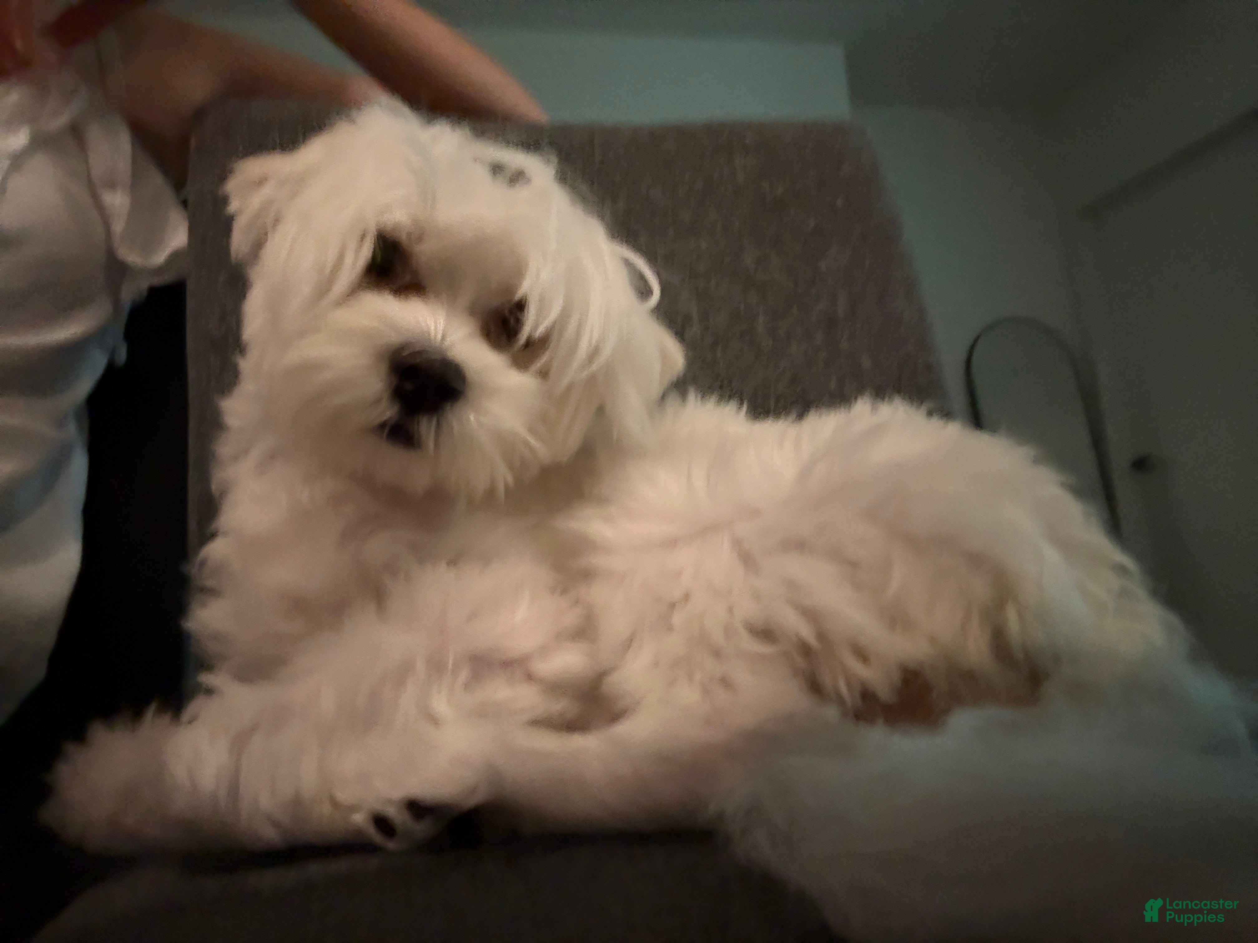 Maltipoo dogs Maltipoo 1 - Ad 11