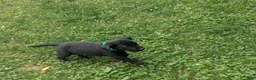 Labrador Retriever dogs for sale: Black Male (Green) - Ad 8