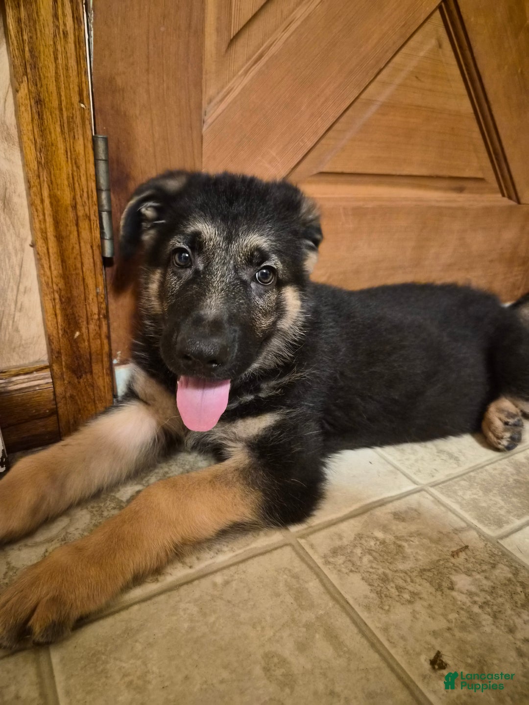 German Shepherd dogs for sale: German Shepherd Puppy 1 - Ad 14