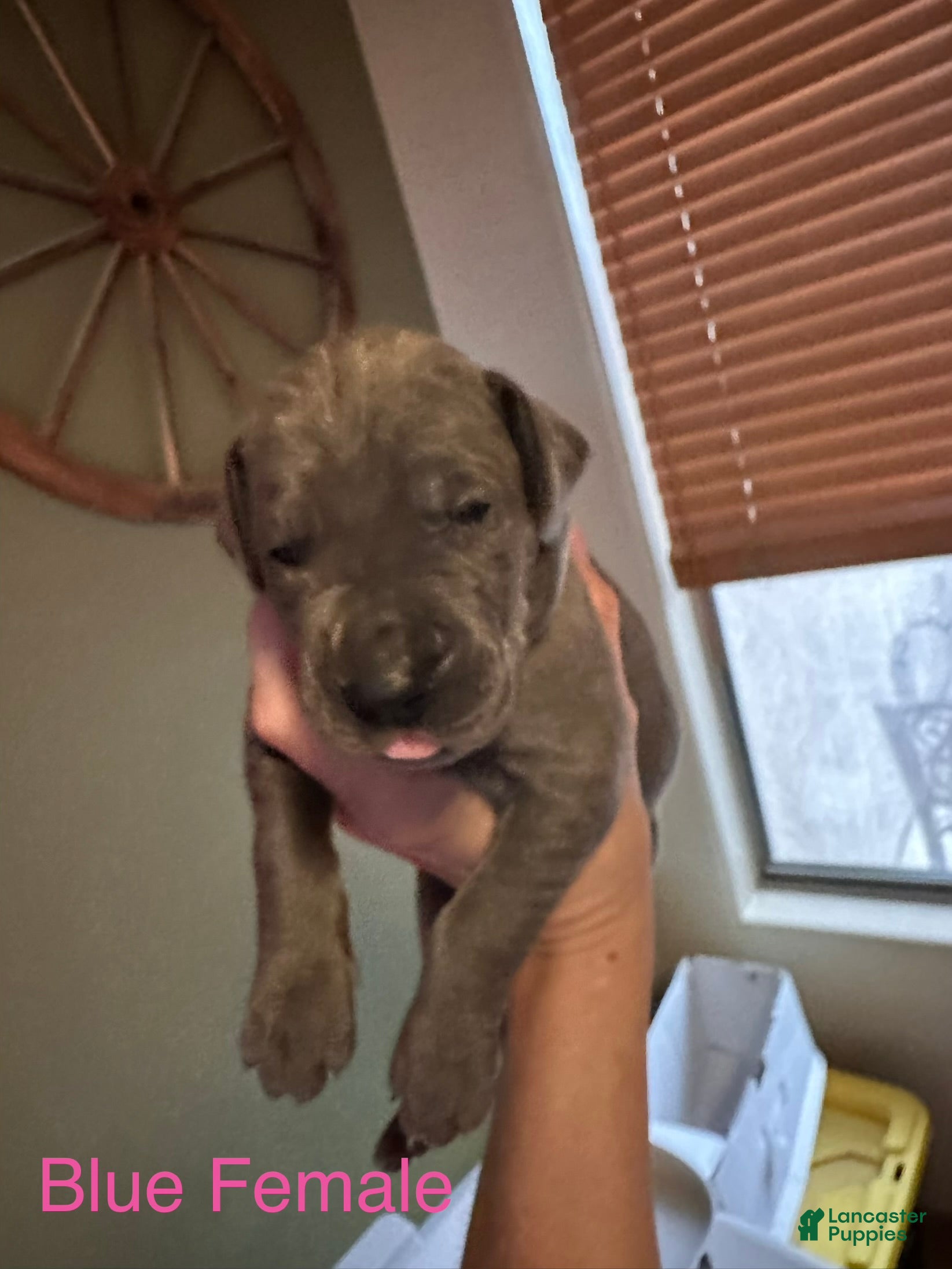 Great Dane dogs Great Dane 7 - Ad 7