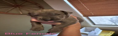 Great Dane 7