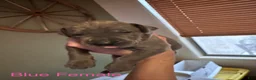 Great Dane dogs for sale: Great Dane 7 - Ad 1