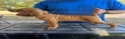 Vizsla dogs for sale: Orange - Ad 2