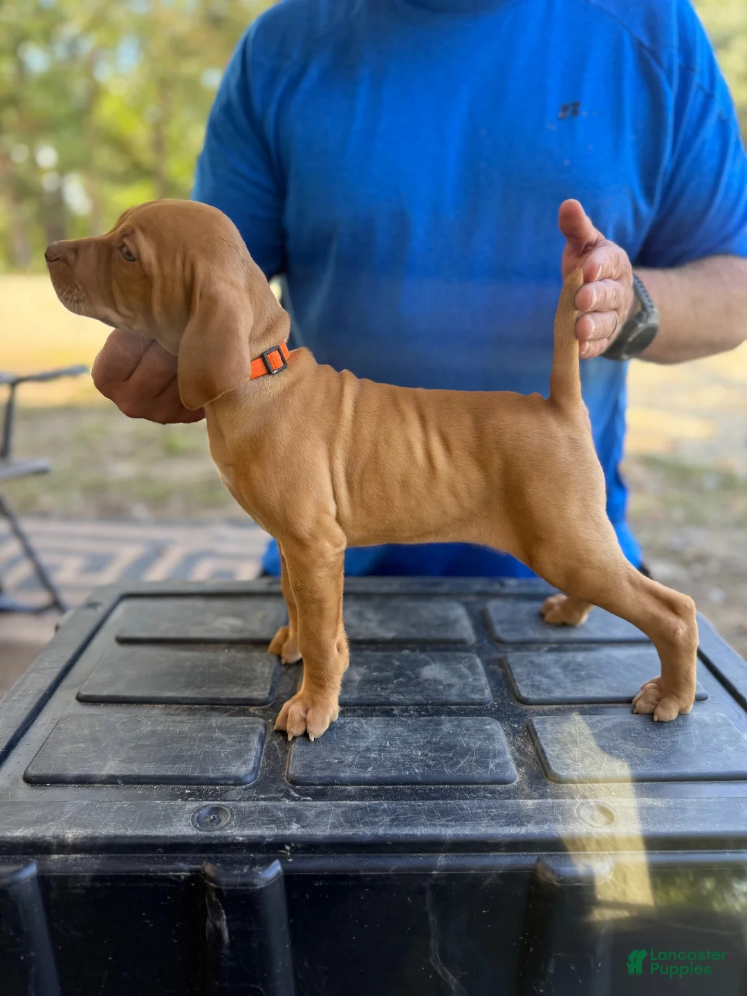 Vizsla dogs for sale: Orange - Ad 2