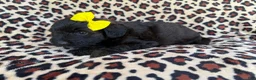 Aussiedoodle dogs for sale: Dixie  - Ad 5