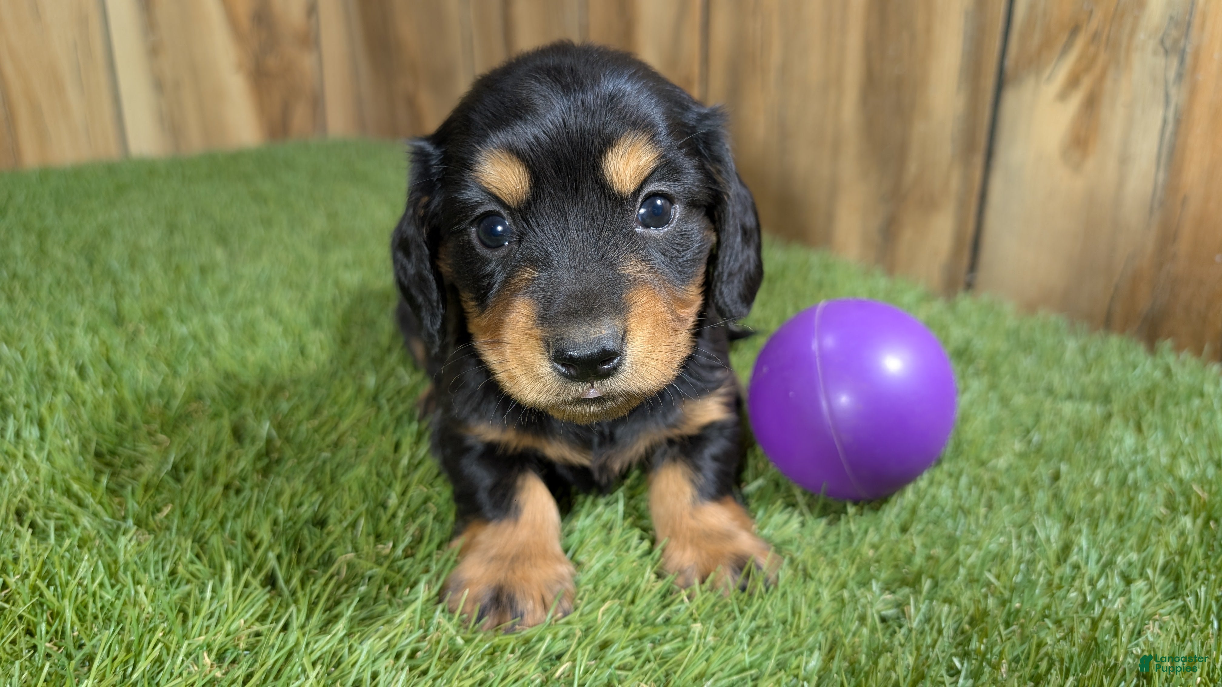 Miniature Dachshund dogs for sale: Darlie Girl 1 - Ad 8