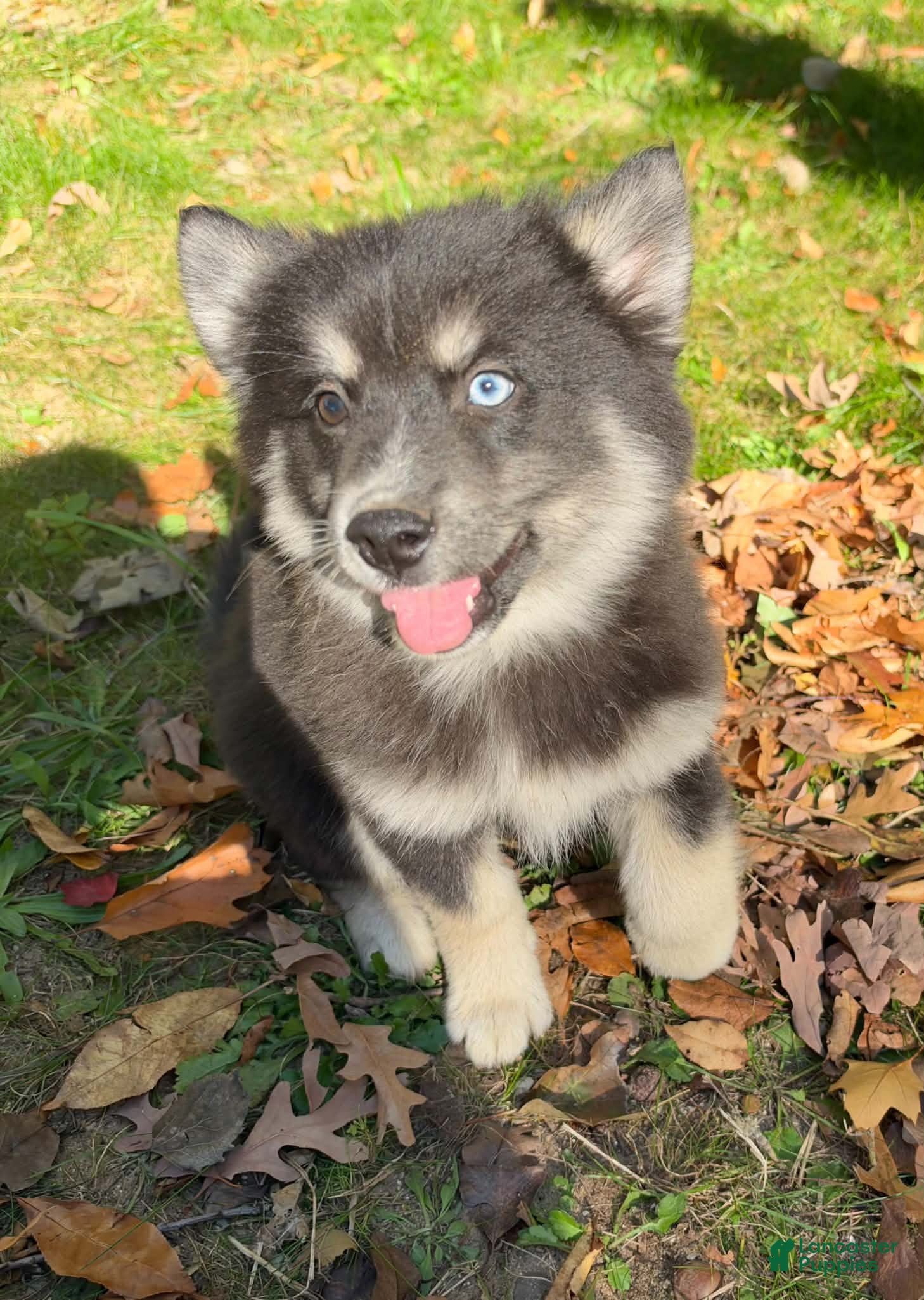 Mixed Breed dogs Stormy - Ad 1